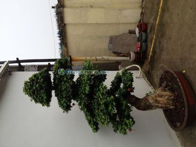 杭州欣怡園林綠化工程 專業(yè)打造綠色生態(tài)空間